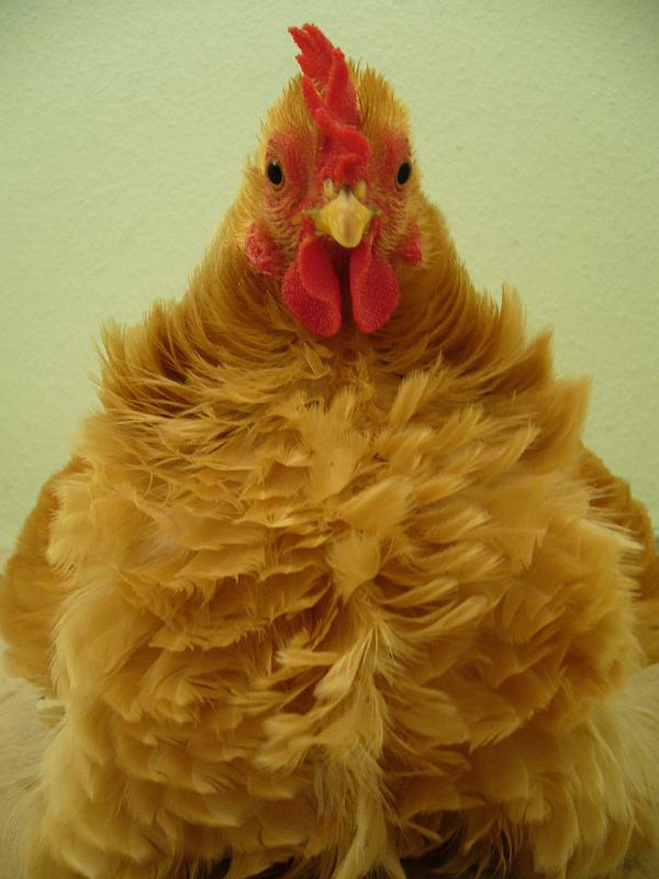 Munster 2009 256.jpg - Chabo gelb mit schwarzen Schwanz gelockt von ZG Lütkehellweg